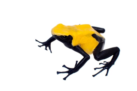 Citronella Blue Dyeing Poison Dart Frogling, Dendrobates tinctorius, on white background.