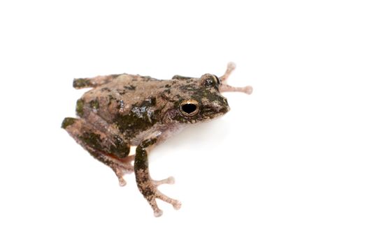 serrate-legged small treefrog, Kurixalus odontotarsus, isolated on white background