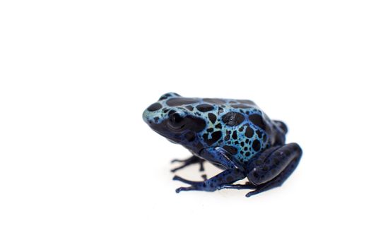 Blue Poison Dart Frog, Dendrobates tinctorius Azureus, on white background.