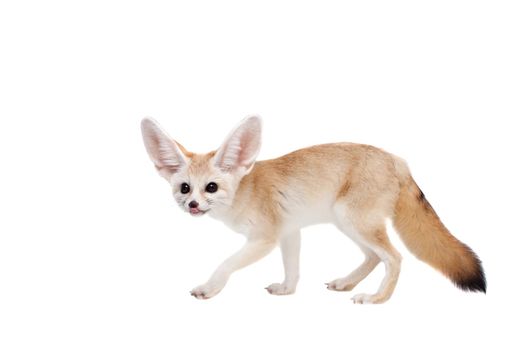 Pretty Fennec fox, Vulpes or Fennecus zerda cub on white background