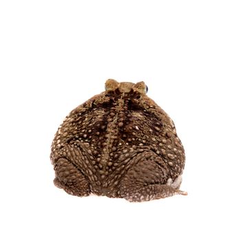 Rhinella marinus. Cane or giant neotropical toad on white background