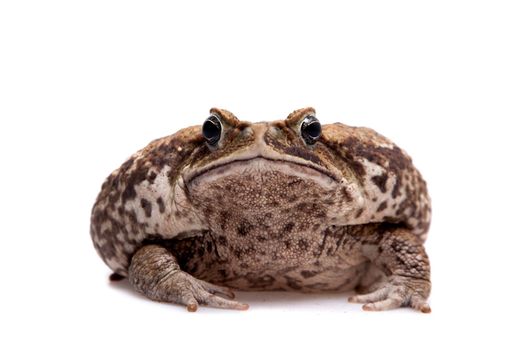 Rhinella marinus. Cane or giant neotropical toad on white background