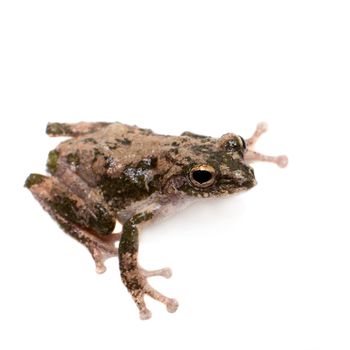 serrate-legged small treefrog, Kurixalus odontotarsus, isolated on white background