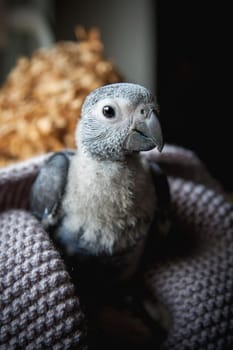 Small fluffy African Grey Parrot baby in front of window