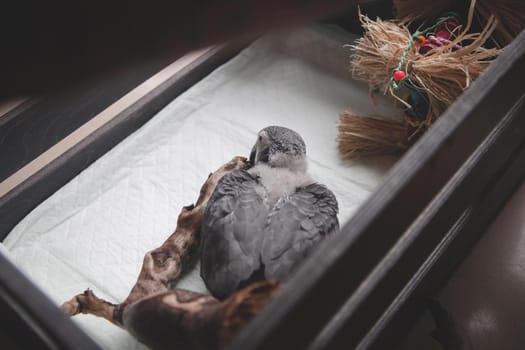 Small fluffy African Grey Parrot baby in front of window