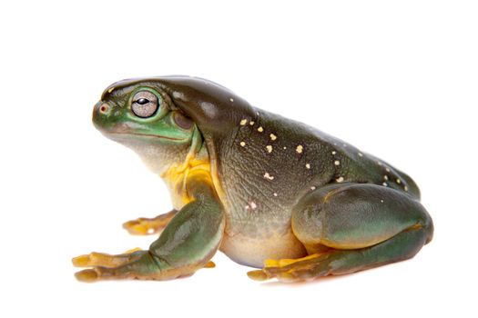 The magnificent tree frog, Ranoidea splendida, also known as the splendid tree frog on white background