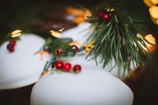 Beautiful red eyed tree frog, Agalychnis callidrias, on Christmass capcake