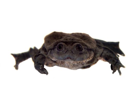 Titicaca water frog or Telmatobius culeus isolated on white background