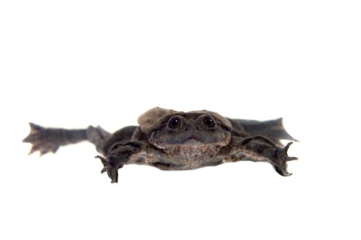 Titicaca water frog or Telmatobius culeus isolated on white background