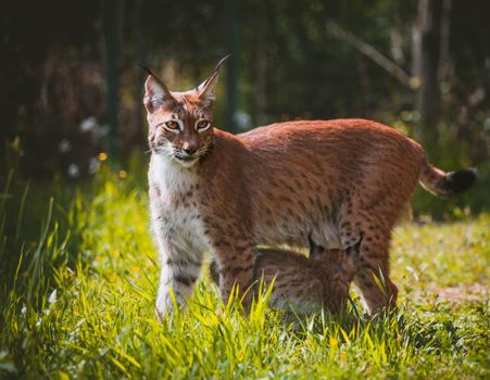 Beautiful Eurasian lynx with cub, lynx lynx, at summer field