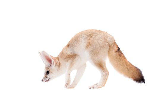 Pretty Fennec fox, Vulpes or Fennecus zerda cub on white background