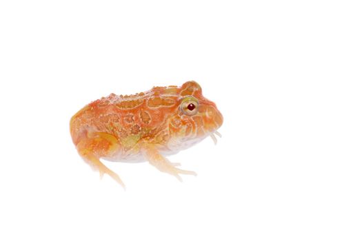 The chachoan horned frog, Ceratophrys cranwelli, isolated on white background