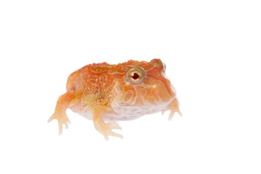 The chachoan horned frog, Ceratophrys cranwelli, isolated on white background