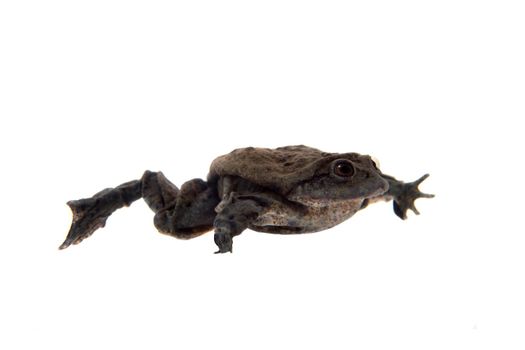 Titicaca water frog or Telmatobius culeus isolated on white background