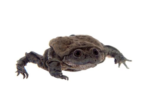 Titicaca water frog or Telmatobius culeus isolated on white background