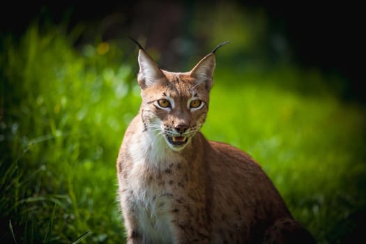 Beautiful Eurasian lynx, lynx lynx, at summer field