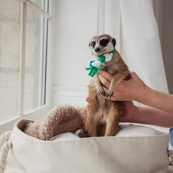 The meerkat or suricate, Suricata suricatta, in front of window