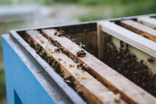 Group of yellow bees on the hive frame. Apiary.