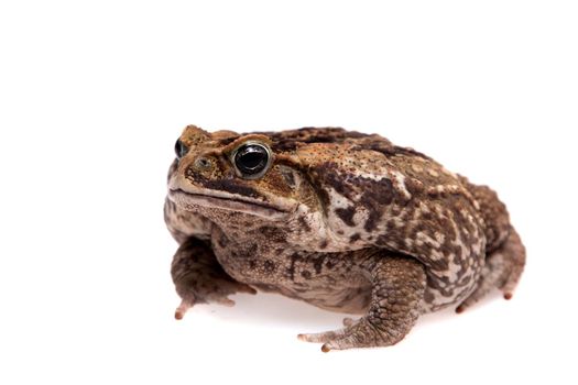 Rhinella marinus. Cane or giant neotropical toad on white background