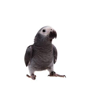 African Grey Parrot, Psittacus erithacus timneh, isolated on white background