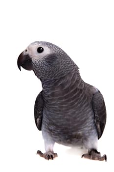 African Grey Parrot, Psittacus erithacus timneh, isolated on white background