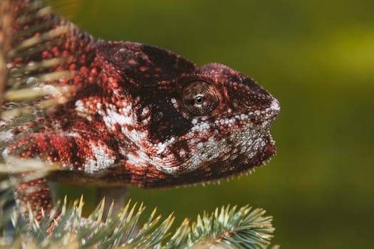 The Oustalet's or Malagasy giant chameleon, Furcifer oustaleti, female isolated on white