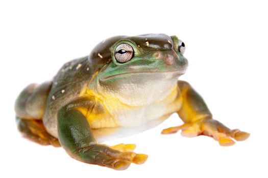 The magnificent tree frog, Ranoidea splendida, also known as the splendid tree frog on white background