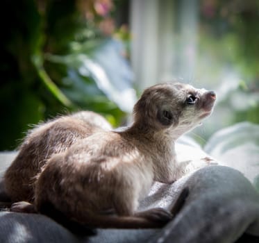 The meerkat or suricate cub, Suricata suricatta, in front of window