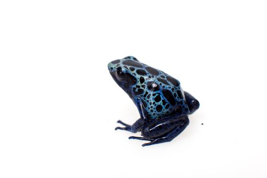 Blue Poison Dart Frog, Dendrobates tinctorius Azureus, on white background.