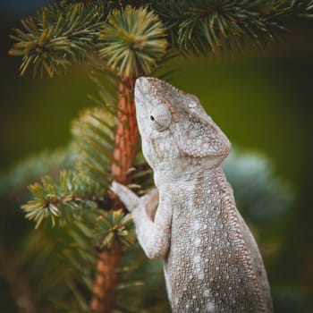 The Oustalet's or Malagasy giant chameleon, Furcifer oustaleti, female isolated on white