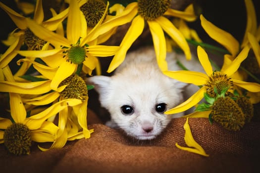 Cute fennec fox cub on black with yellow flowers