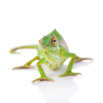 The Cape dwarf chameleon, Bradypodion pumilum, isolated on white background