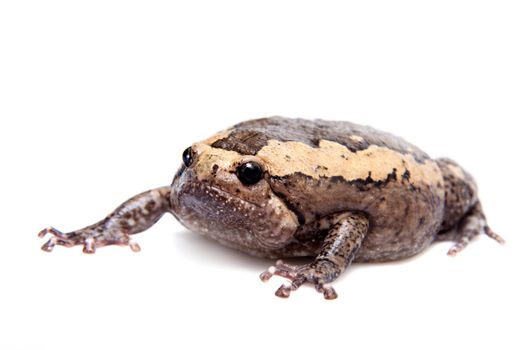 The banded bullfrog, Kaloula pulchra, isolated on white background