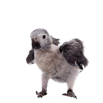 African Grey Parrot, Psittacus erithacus timneh, isolated on white background