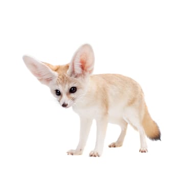 Pretty Fennec fox, Vulpes or Fennecus zerda cub on white background