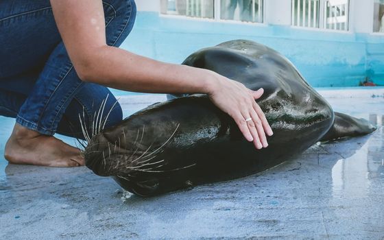 Veterinarian training, check up, South American sea lion in zoo