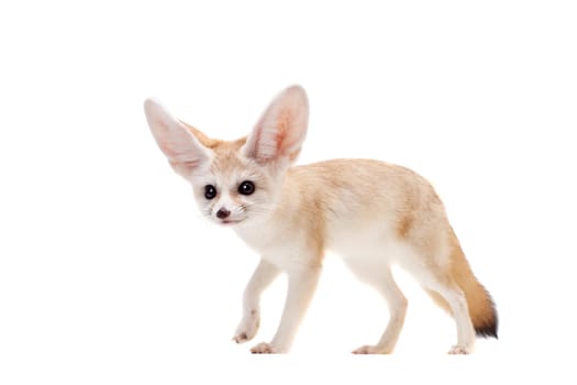 Pretty Fennec fox, Vulpes or Fennecus zerda cub on white background