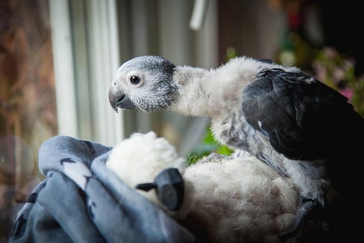 Small fluffy African Grey Parrot baby in front of window