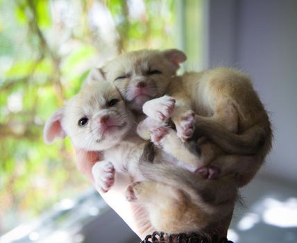 Cute fennec foxes cub in front of window on human hands