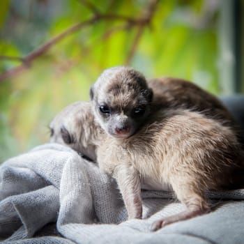 The meerkat or suricate cub, Suricata suricatta, in front of window