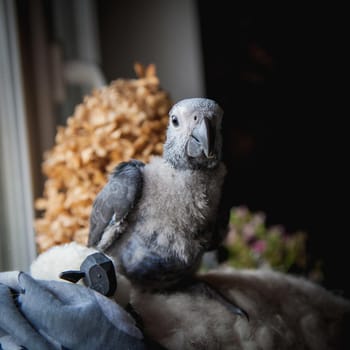 Small fluffy African Grey Parrot baby in front of window