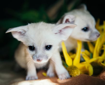 Cute fennec fox cubs on black with yellow flowers