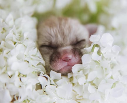 Cute Newborn fennec fox cub 7 days old in white flowers