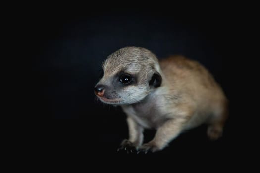 The meerkat or suricate cub, Suricata suricatta, isolated on black