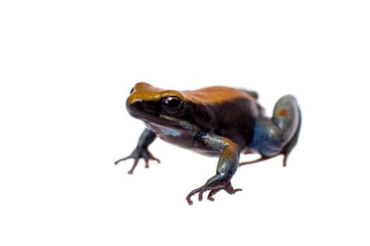 Blue-legged mantella, Mantella expectata, isolated on white background