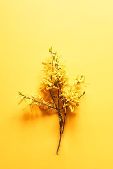 Forsythia tree branch with flowers on soft yellow background
