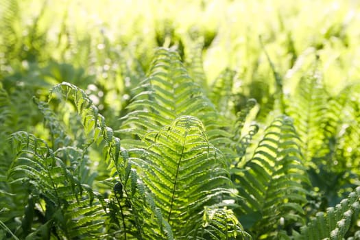 Beautiful fern leaves in spring park. Green foliage in sunny day. Nature background in sunlight.