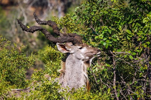 Specie Tragelaphus strepsiceros family of Bovidae
