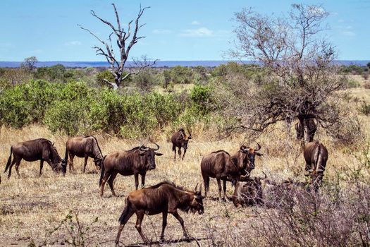 Specie Connochaetes taurinus family of bovidae