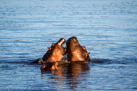 Specie Hippopotamus amphibius family of Hippopotamidae